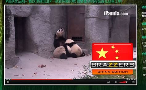 brazzers china|'chinese brazzers' Search .